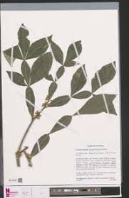 Image result for Citropsis