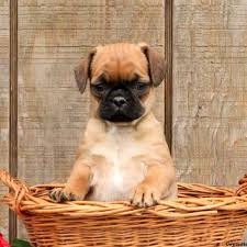 Enter your email address to receive alerts when we have new listings available for chihuahua pug puppies for sale. Pug Mix Puppies For Sale Greenfield Puppies