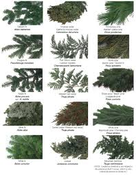 Sequoia Pine Id Poster Chart Google Search Types Of Pine
