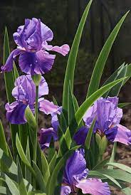 Iris By Loren Dibenedetto Oil 36 X 24 Oil Painting Flowers Flowers Photography Flowers Nature