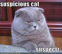 suspicious cat cats scottish fold best cat breeds