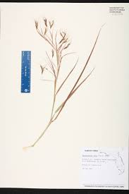 Image result for Hyparrhenia rufa