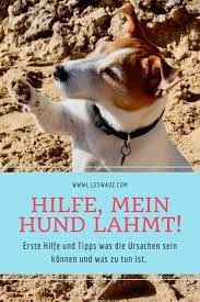 Heftigste bauchschmerzen können unter anderem bei einer eileiterschwangerschaft, einer eierstockentzündung oder infolge eines stielgedrehten eierstocks auftreten. Hilfe Mein Hund Lahmt Und Humpelt Was Sind Die Ursachen Und Was Ist Zu Tun Leswauz