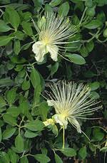 Image result for Capparaceae