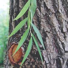 Image result for Salix babylonica