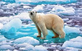 Entdecke rezepte, einrichtungsideen, stilinterpretationen und andere ideen zum ausprobieren. Ice Bear 1080p 2k 4k 5k Hd Wallpapers Free Download Wallpaper Flare