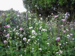 Image result for Valerianaceae