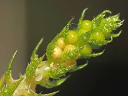 Image result for Selaginella soyauxii