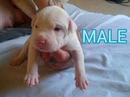 Tri color pitbull puppies for sale in texas. Pitbull Puppies 50 Dollars For Sale Texas