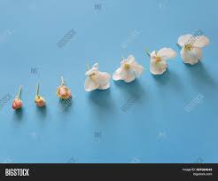 We did not find results for: Stage Flowering Bud Image Photo Free Trial Bigstock