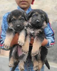 Male (s) and female (s). German Shepherd Puppy For Sale Near Me Home Facebook