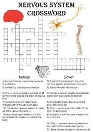 Start studying nervous system puzzle (part 1). Nervous System Puzzle Worksheets Teaching Resources Tpt