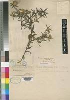 Image result for Dicoma capensis