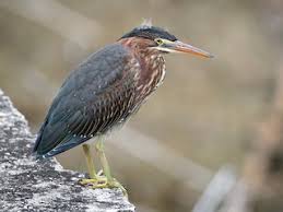 Image result for Gnidia virescens