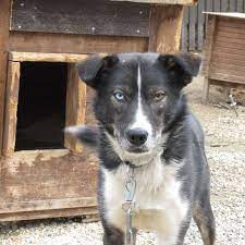 What's the difference between an alaskan malamute and a husky? Alaskan Husky Race Kennel In The Northern Part Of Norway