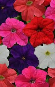 Pelleted Petunia Seeds 1 000 Petunia Ez Rider Mix Petunias Seeds Seed Company