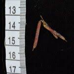 Image result for Indigofera cylindracea