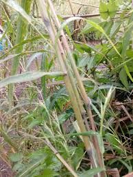 Image result for Hyparrhenia tamba