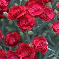 Check spelling or type a new query. Perennial Ebert S Greenhouse