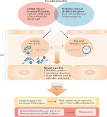 We did not find results for: Circadian Rhythms And The Gut Microbiota From The Metabolic Syndrome To Cancer Nature Reviews Endocrinology