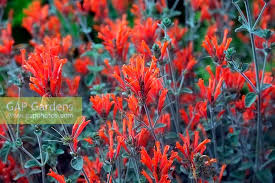 Image result for Dicliptera sericea