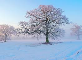 Winter Wallpapers Backgrounds And Pictures U919rfs Jpg Picserio Com Check more winter backgroundsyou may also like abstract winter backgrounds for iphone. winter wallpapers backgrounds and