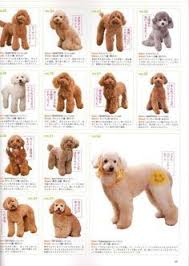 Japanese Grooming Goldendoodle Grooming Poodle Grooming