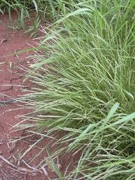 Image result for Panicum pectinellum