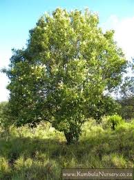 Image result for Apodytes dimidiata