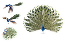 Male Peacock Indian Peafowl Bird 3d Model Male Peacock 3d Model Peafowl