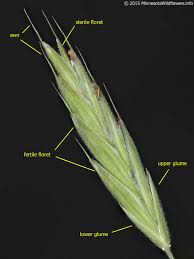 Image result for Bromus leptoclados
