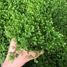 Image result for Selaginella kivuensis
