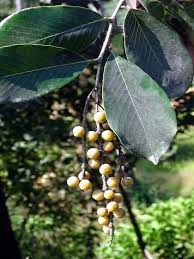 Image result for Bridelia ripicola