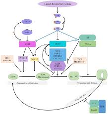 Maybe you would like to learn more about one of these? Plants Free Full Text Speechless And Mute Mediate Feedback Regulation Of Signal Transduction During Stomatal Development Html