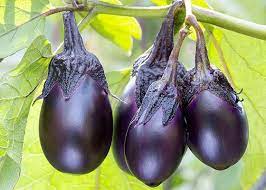 Pin On Gardening