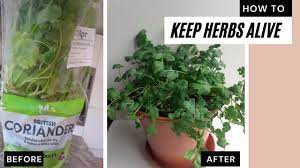 How To Keep Supermarket Herbs Alive Make Them Thrive Grow Cilantro Coriander Indoors Youtube