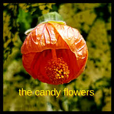 Handmade leather bags and accessories, apparel, useful and unique personal beauty and utility items, gifts, and candy, made in maine and usa. Music The Candy Flowers
