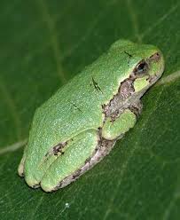 Image result for Cryptolepis hypoglauca