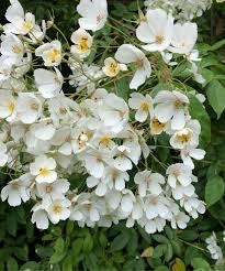 Image result for Boscia filipes