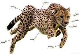 Maybe you would like to learn more about one of these? Parts Of A Cheetah Cheetah Animals Cheetahs