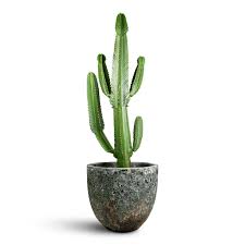 Image result for Euphorbia ingens