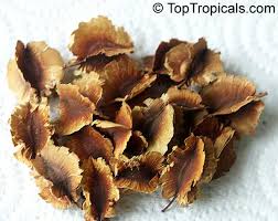 Image result for Combretum hereroense