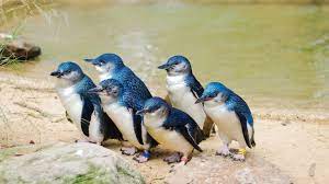 Named for their small stature, fairy penguins (also known as little penguins) stand at just over one foot tall. Guard Dogs Help Protect Fairy Penguins From Vicious Fox Attacks Earth Com