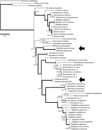 Image result for Limnophyton angolense
