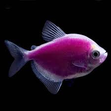 Full review mini tank food rocks plants water etc. Glofish Galactic Purple Tetra Fish Goldfish Betta More Petsmart