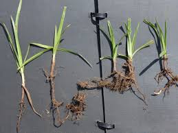 Image result for Cyperus hemisphaericus