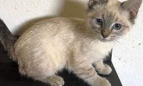 Search by zip code to meet available cats in your area. Looking To Adopt A Pet Here Are 5 Cuddly Kittens Available Now In San