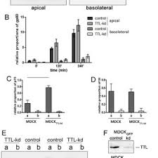 Contact pamela rf on messenger. Ttl Overexpression Depletes Detyrosinated Microtubules A Lysates Of Download Scientific Diagram