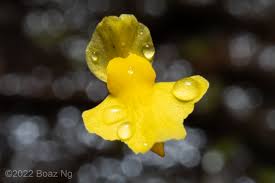 Image result for Utricularia subulata