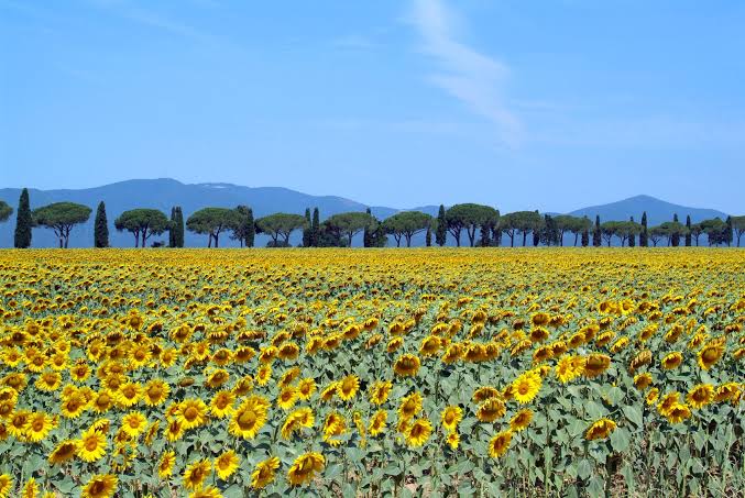 Resultado de imagem para toscana italia verão